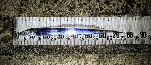 タチウオの釣果