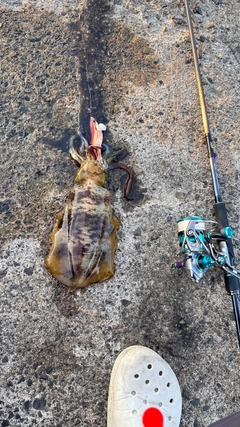 アオリイカの釣果