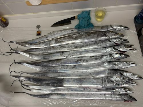 タチウオの釣果