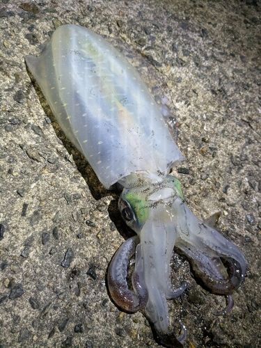 アジュール舞子