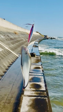 ウシノシタの釣果