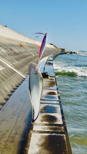 ウシノシタの釣果