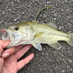 ラージマウスバス