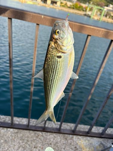 コノシロの釣果