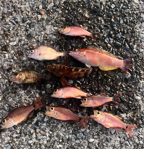 ネンブツダイの釣果