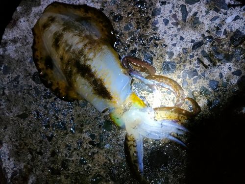 アオリイカの釣果