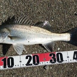 タイリクスズキ