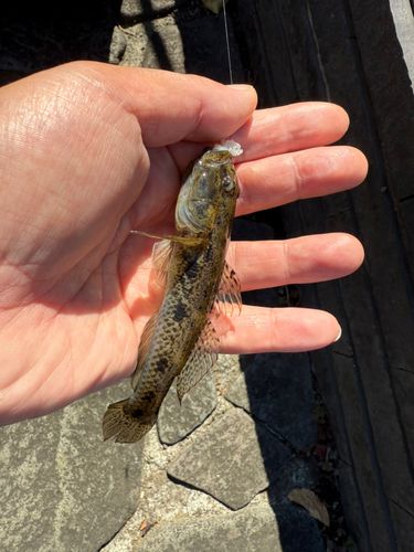 ウロハゼの釣果
