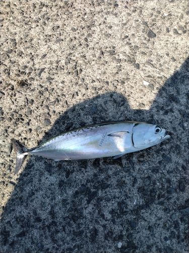 ソウダガツオの釣果