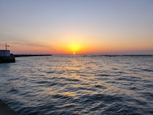 クサフグの釣果