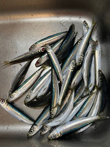 ウルメイワシの釣果