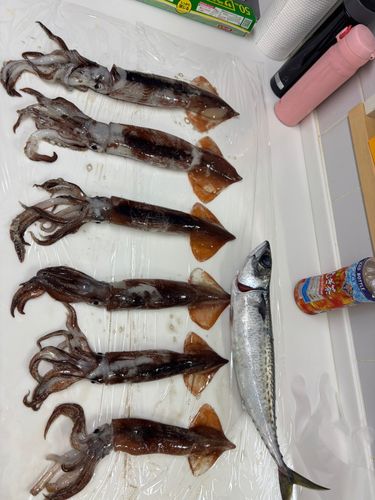 スルメイカの釣果