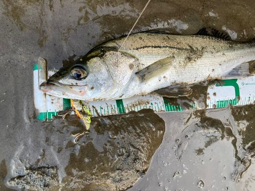 セイゴ（マルスズキ）の釣果