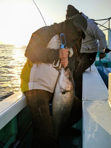 カンパチの釣果
