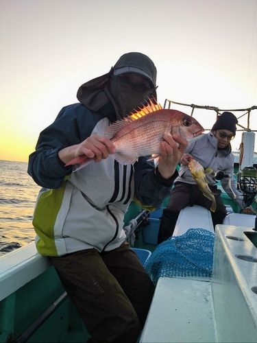 マダイの釣果