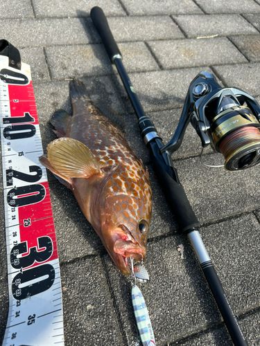 キジハタの釣果