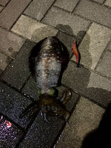 アオリイカの釣果