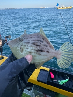 カワハギの釣果