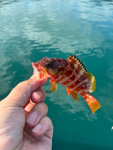 アカハタの釣果