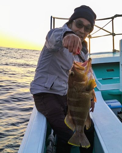 アオハタの釣果