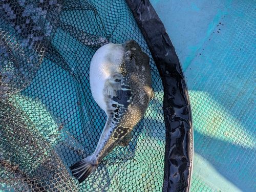 トラフグの釣果