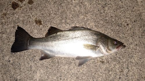 ヒラスズキの釣果