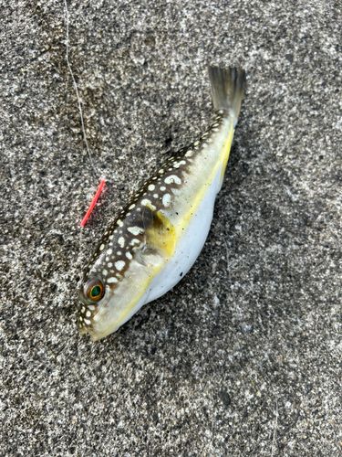 フグの釣果