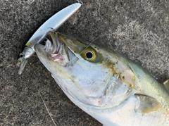 ヒラマサの釣果