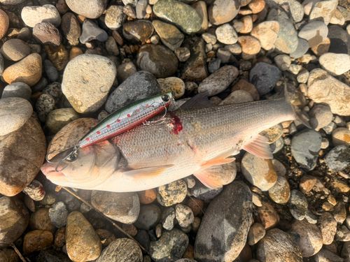 マルタウグイの釣果