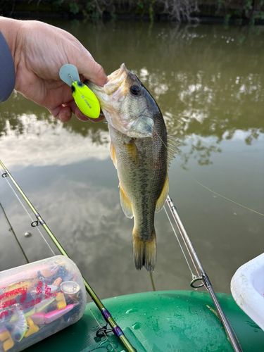 ラージマウスバスの釣果