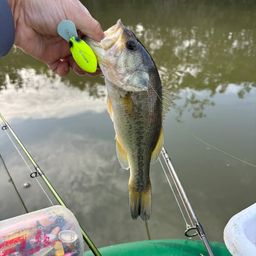 ラージマウスバス