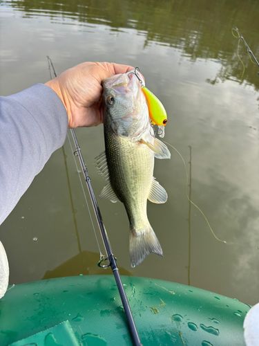 ラージマウスバスの釣果