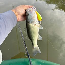 ラージマウスバス