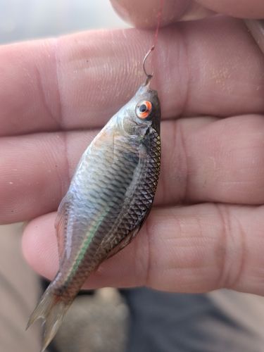 タイリクバラタナゴの釣果