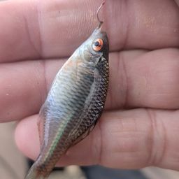 タイリクバラタナゴ