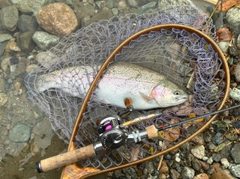 ニジマスの釣果