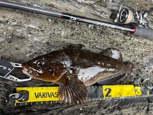 アイナメの釣果