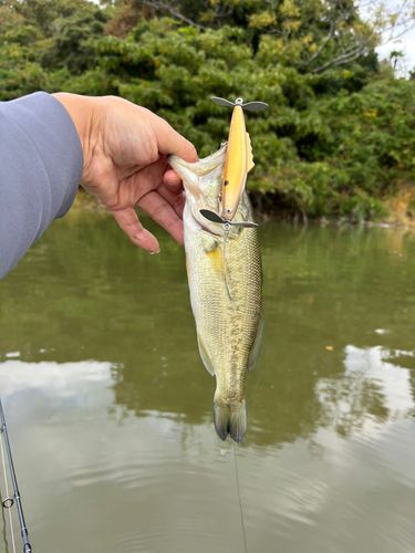 ラージマウスバスの釣果