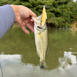 ラージマウスバス