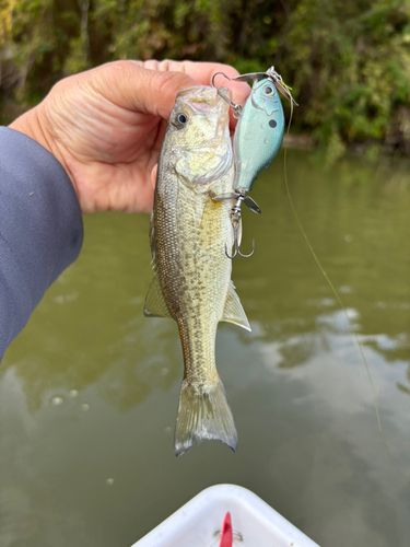 ラージマウスバスの釣果