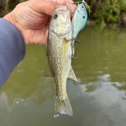 ラージマウスバス