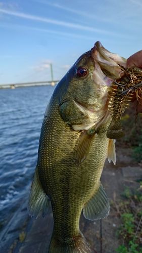 ブラックバスの釣果