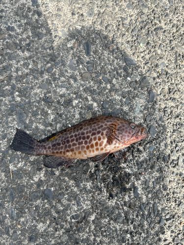 オオモンハタの釣果