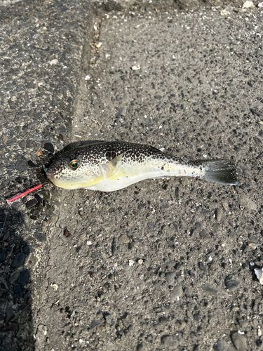 クサフグの釣果