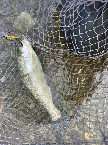 ニジマスの釣果