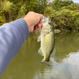 ラージマウスバス