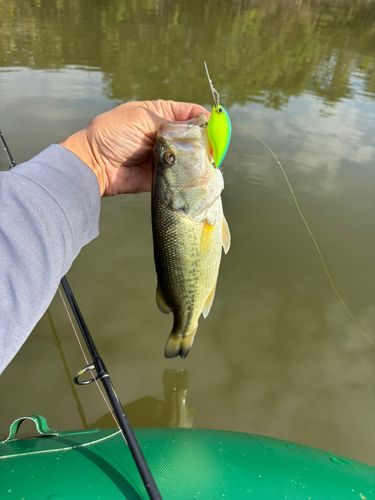 ラージマウスバスの釣果