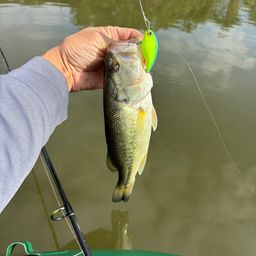 ラージマウスバス