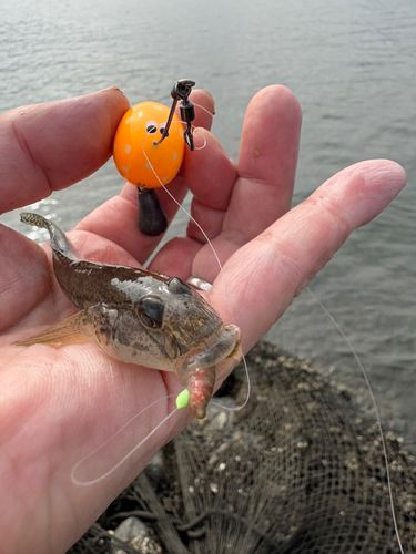 マハゼの釣果