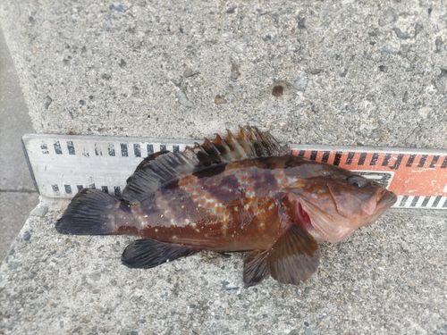 キジハタの釣果